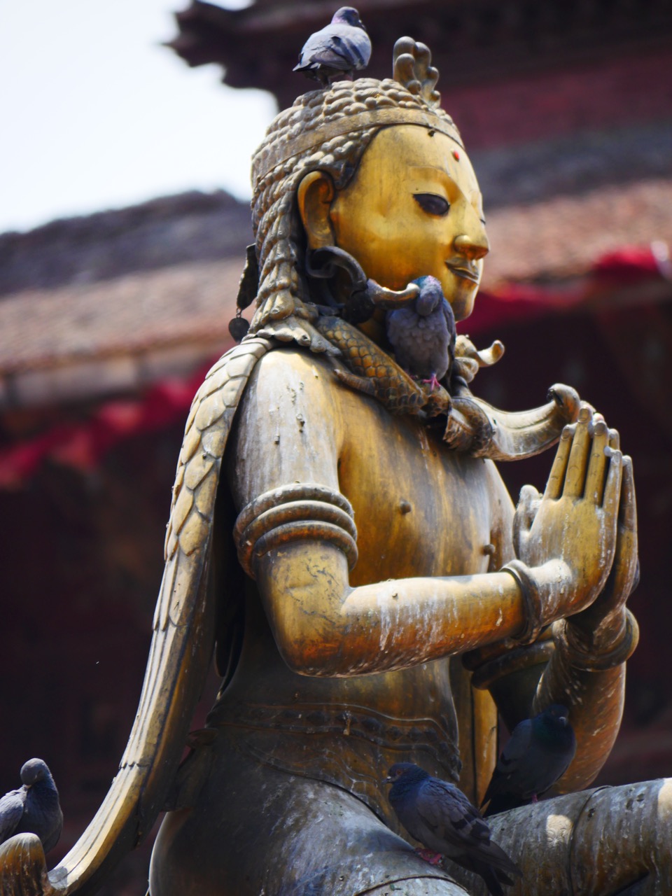 The Fogorellis Go Feral