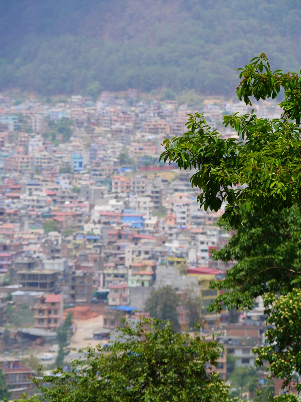 The Fogorellis Go Feral