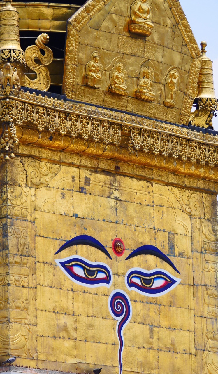 The Fogorellis Go Feral