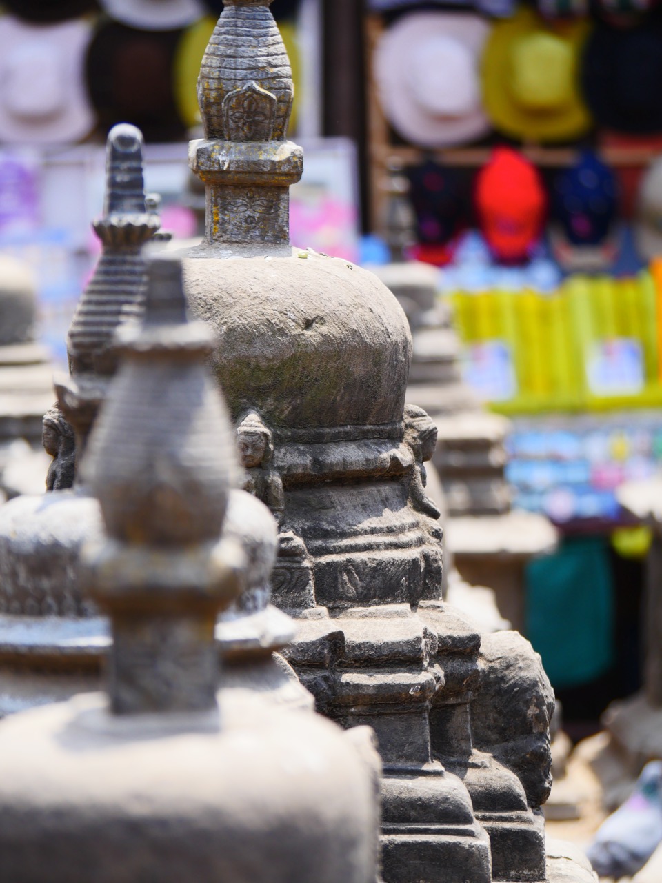 The Fogorellis Go Feral