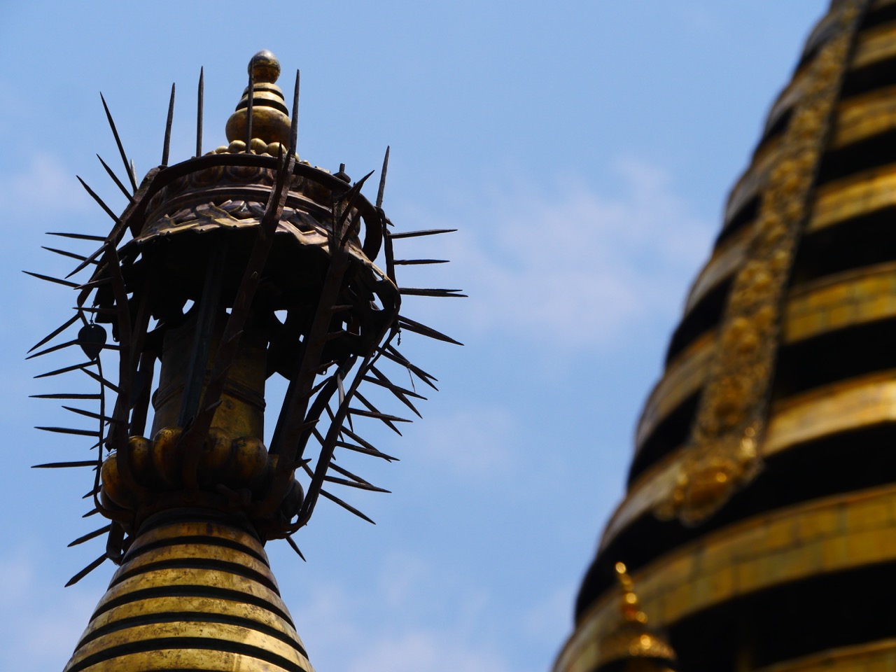 The Fogorellis Go Feral