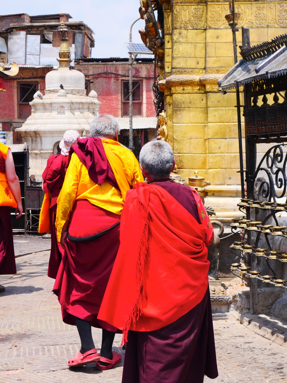 The Fogorellis Go Feral