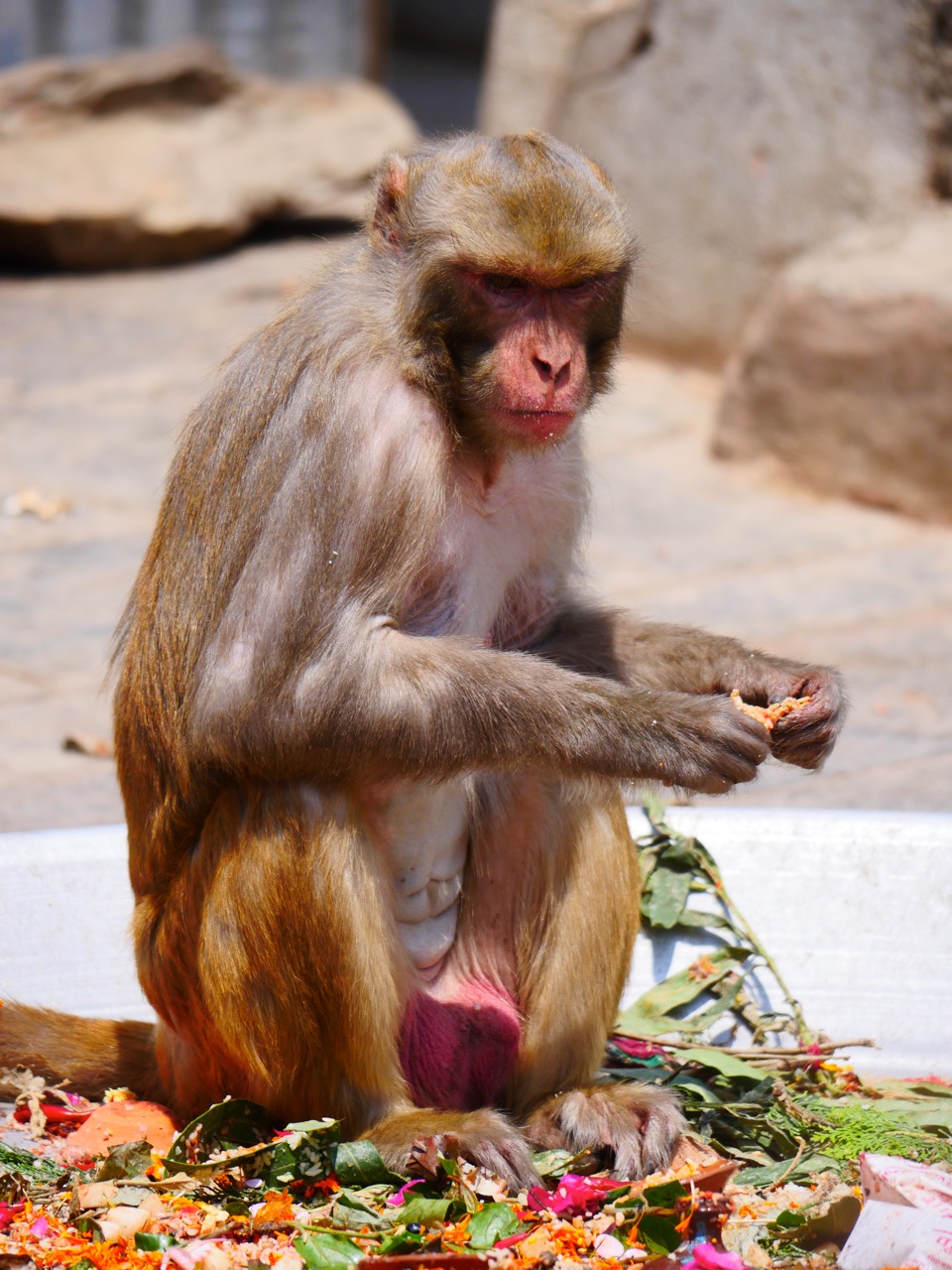 The Fogorellis Go Feral