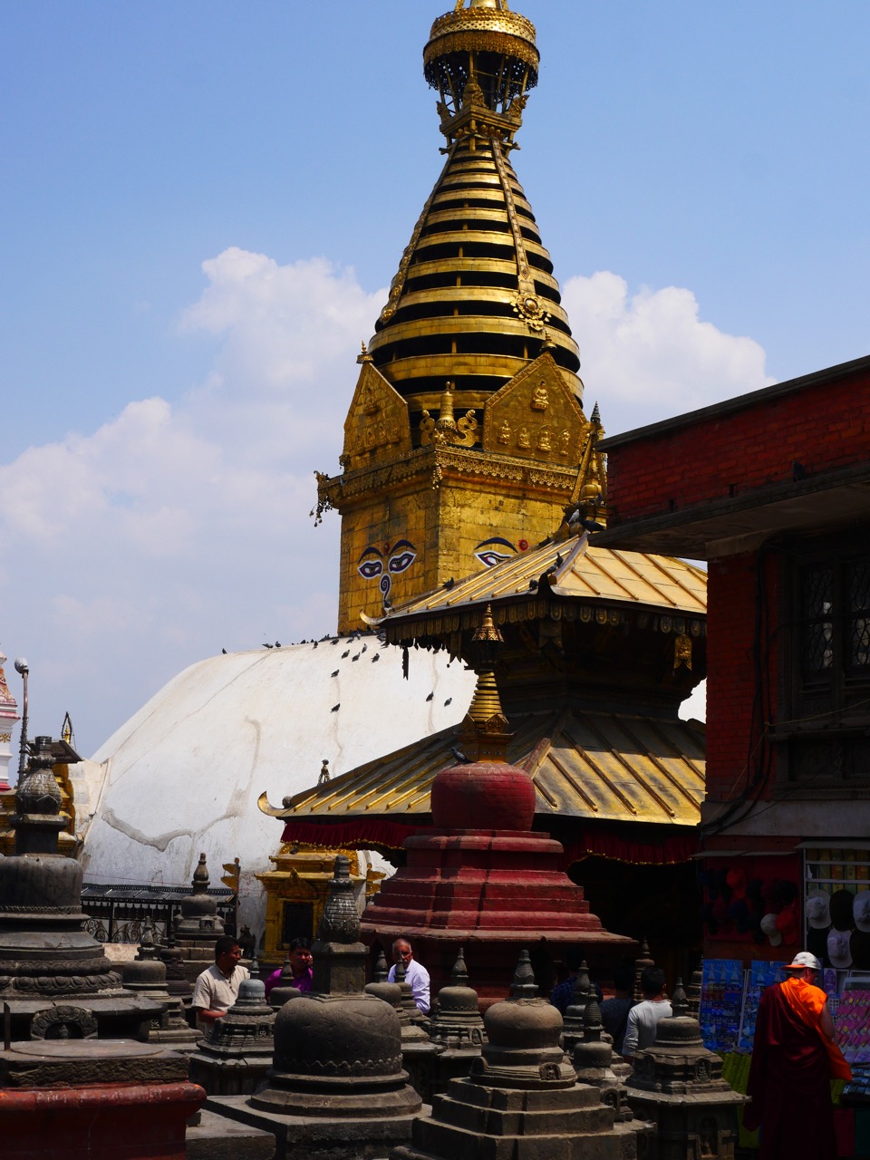 The Fogorellis Go Feral