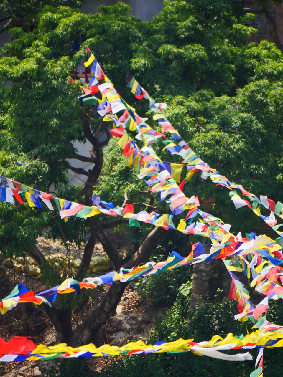 The Fogorellis Go Feral