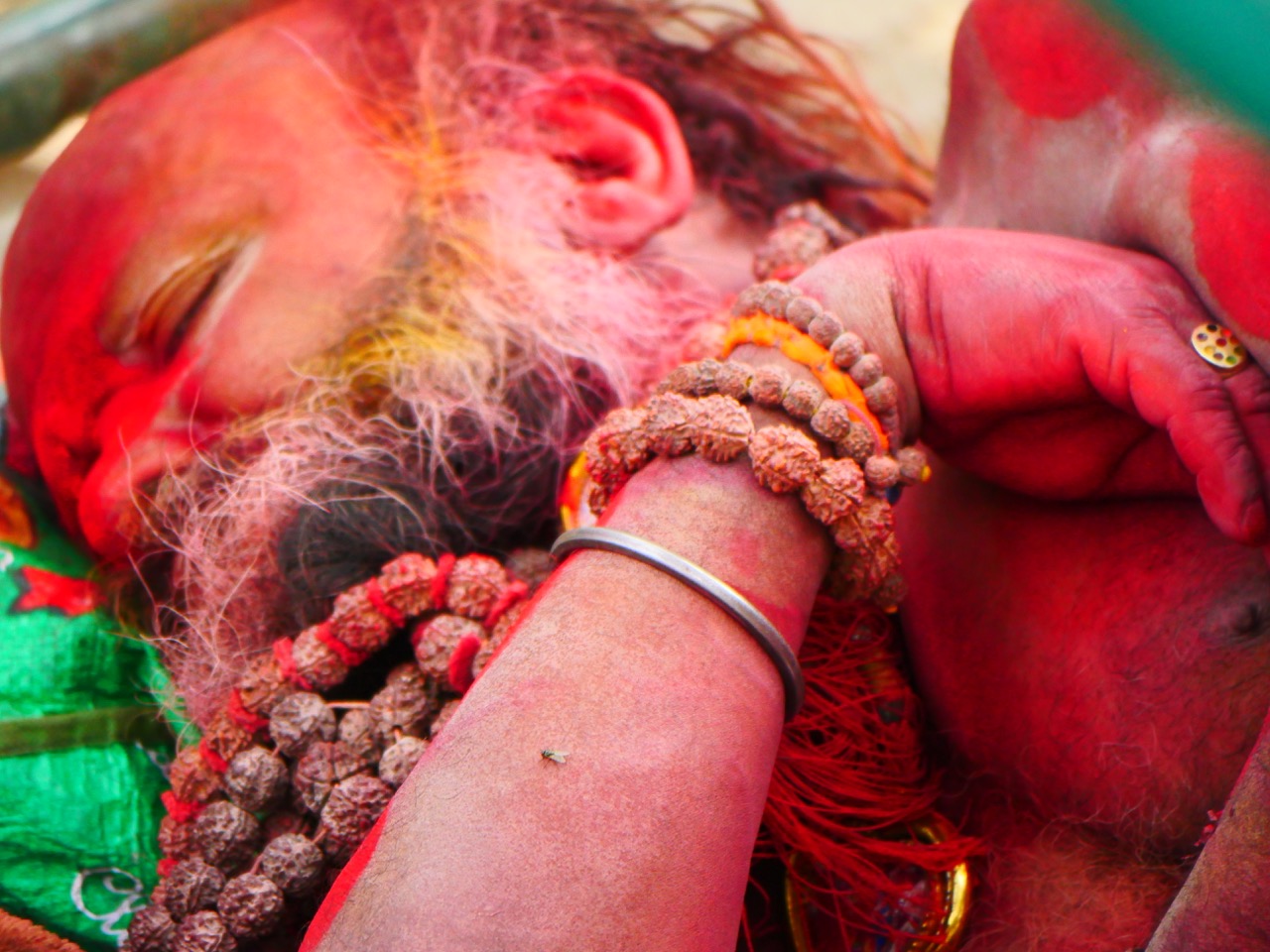 The Fogorellis Go Feral