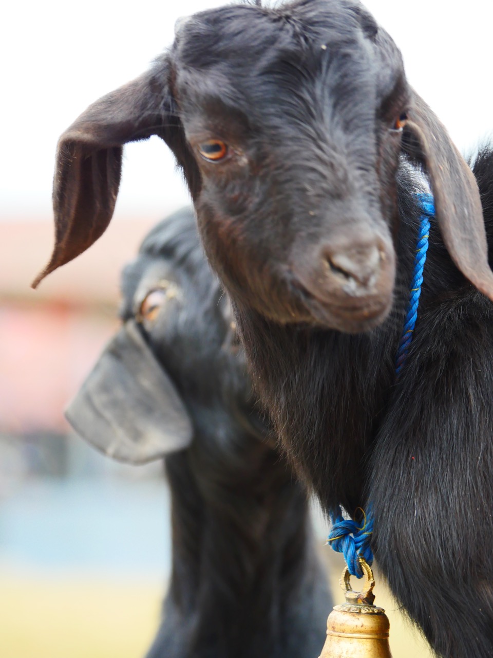 The Fogorellis Go Feral