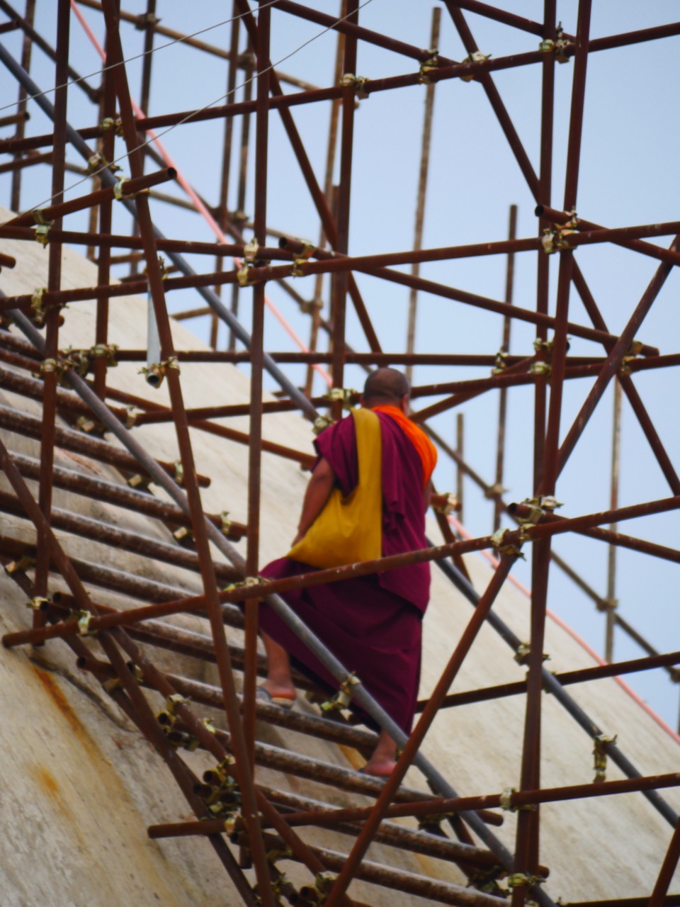 The Fogorellis Go Feral