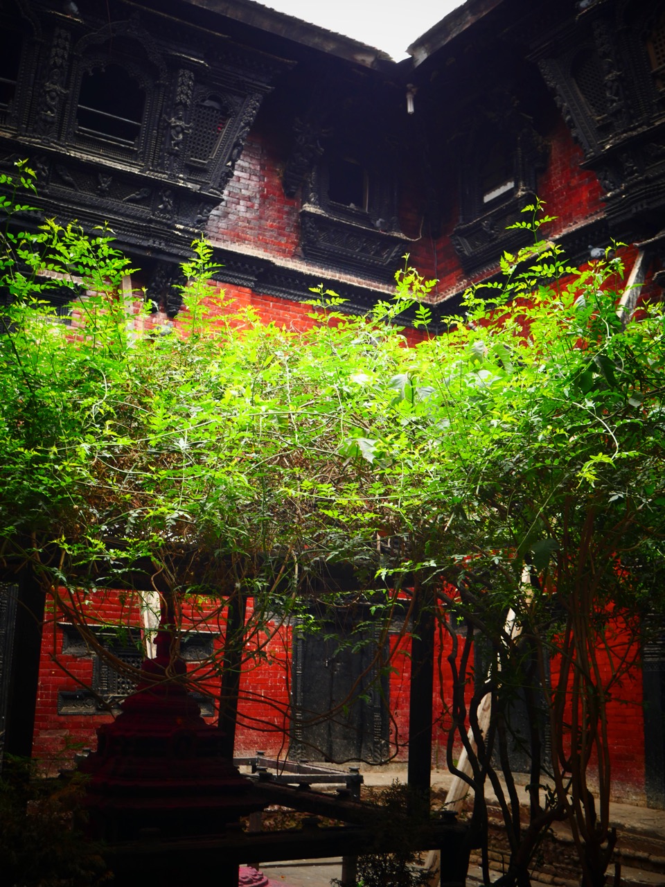 The Fogorellis Go Feral