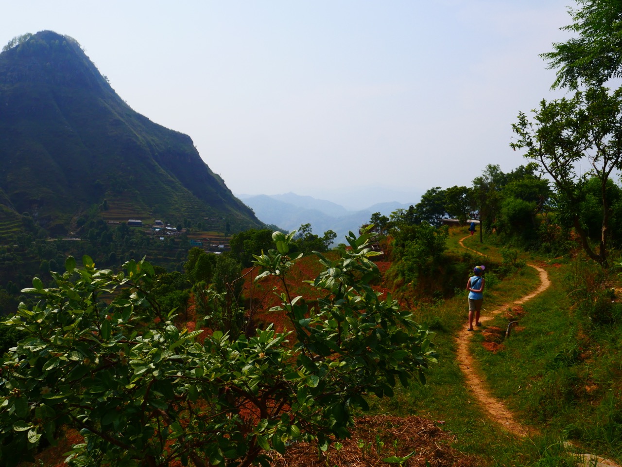 The Fogorellis Go Feral