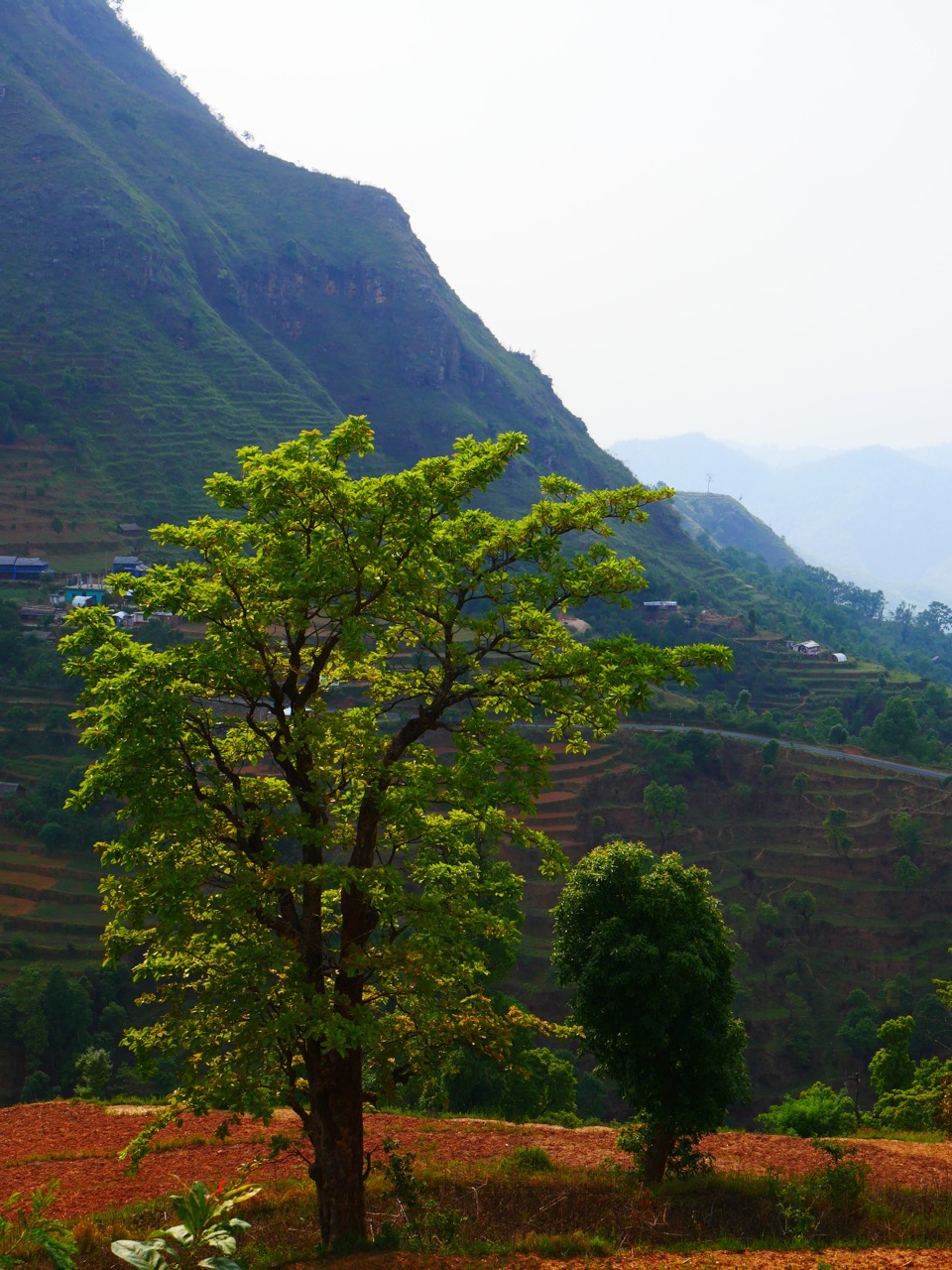 The Fogorellis Go Feral