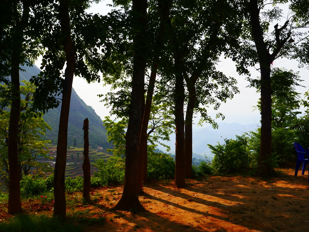 The Fogorellis Go Feral