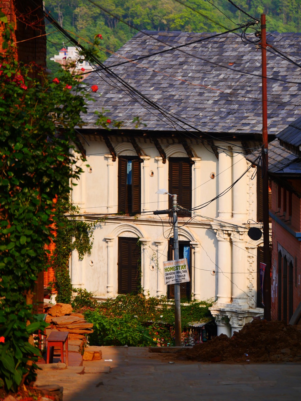 The Fogorellis Go Feral