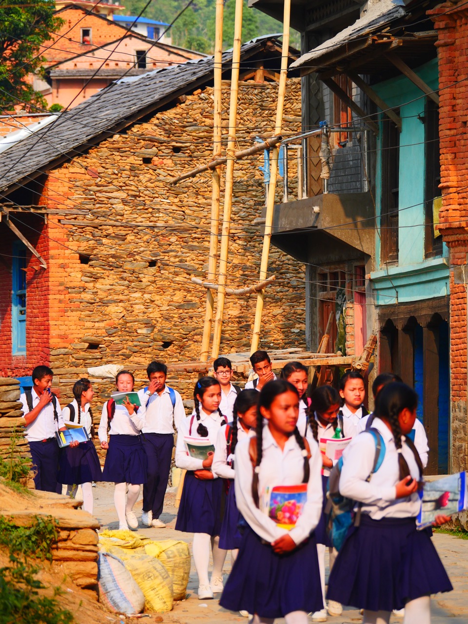 The Fogorellis Go Feral