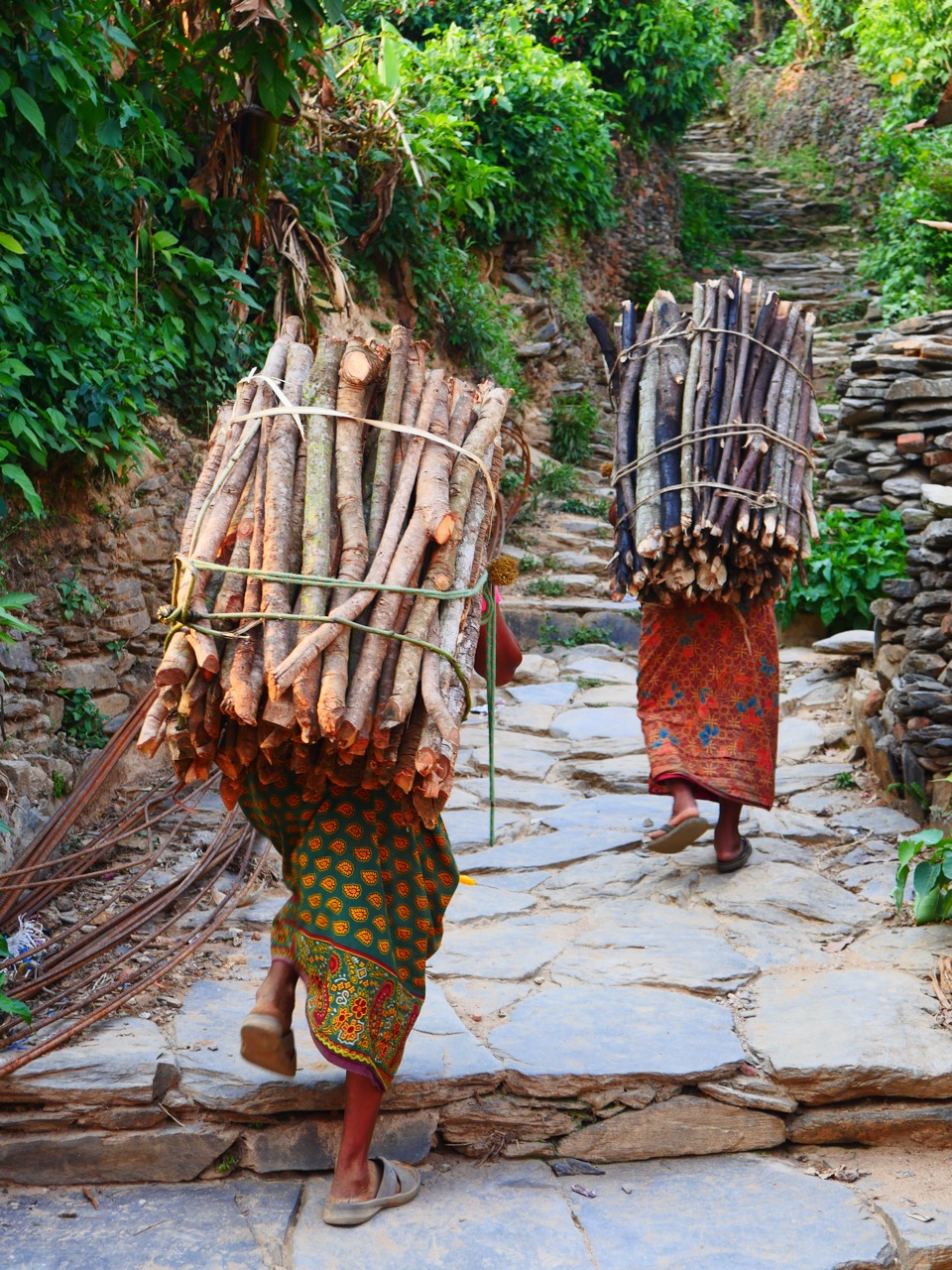 The Fogorellis Go Feral