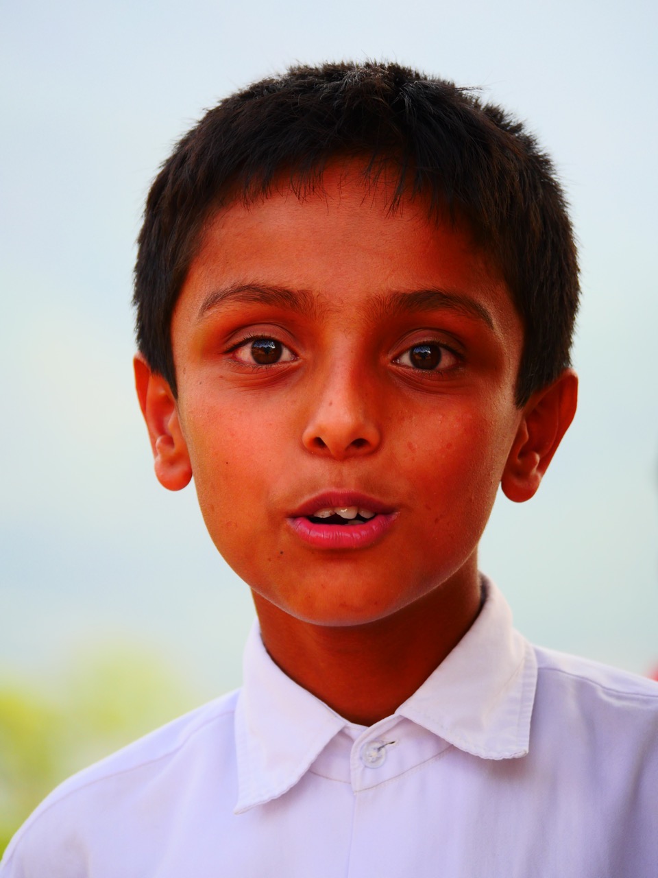 The Fogorellis Go Feral