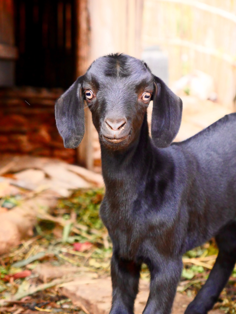 The Fogorellis Go Feral