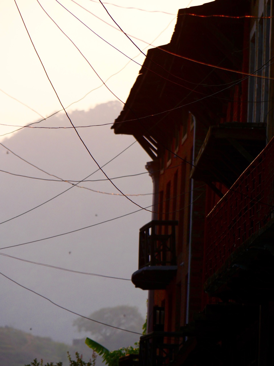 The Fogorellis Go Feral