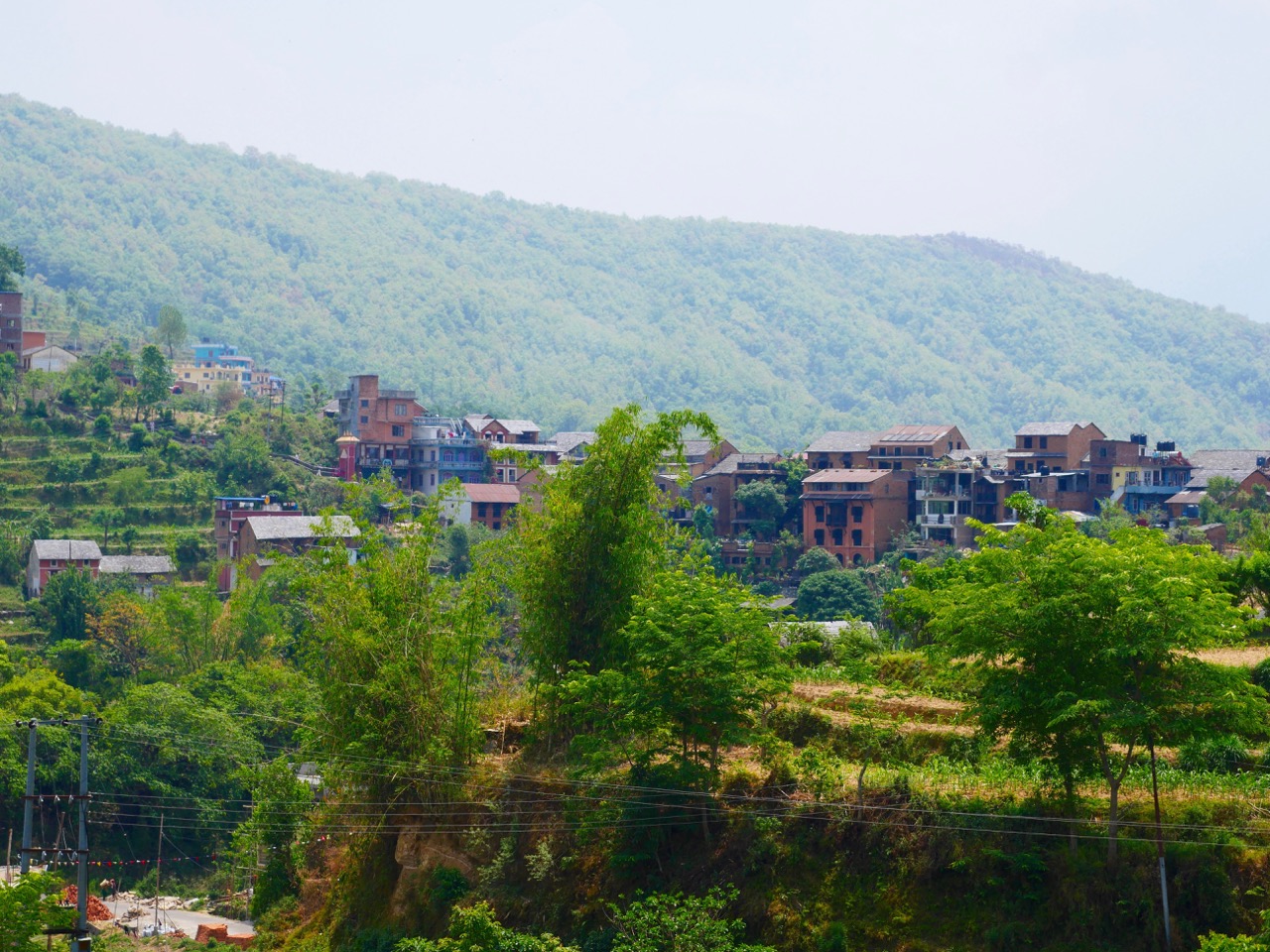 The Fogorellis Go Feral