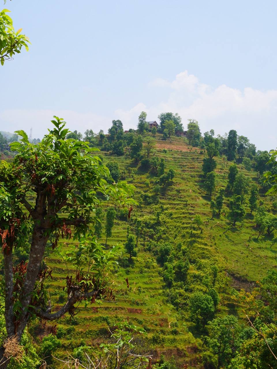 The Fogorellis Go Feral