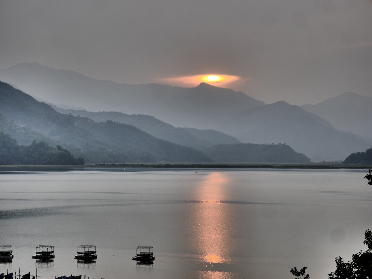 The Fogorellis Go Feral