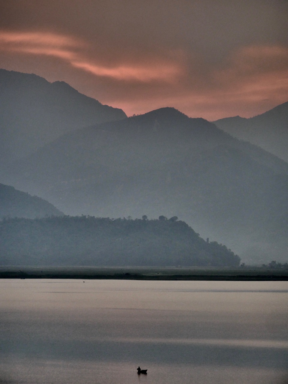 The Fogorellis Go Feral