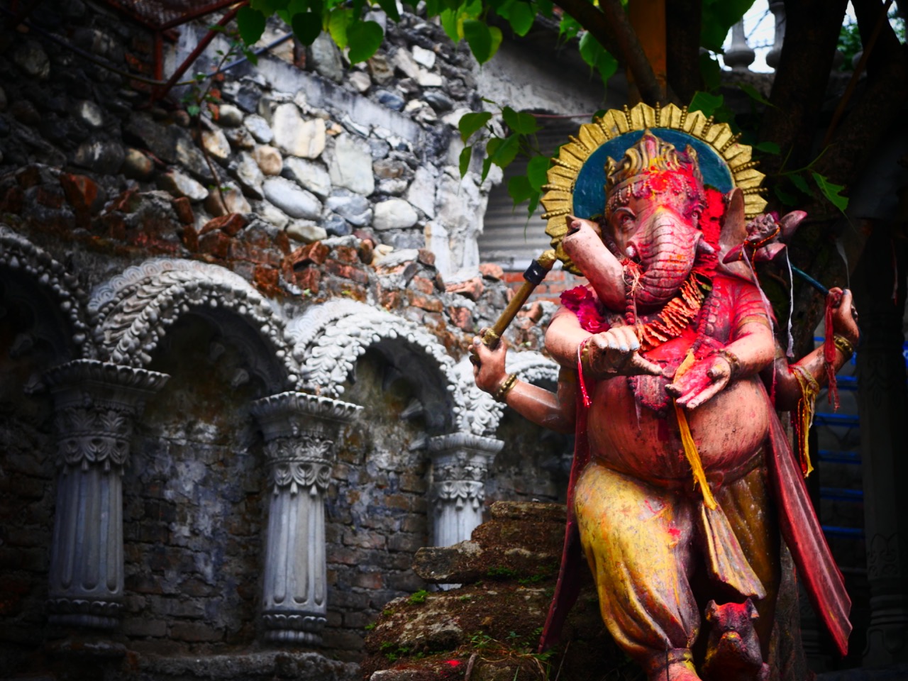 The Fogorellis Go Feral