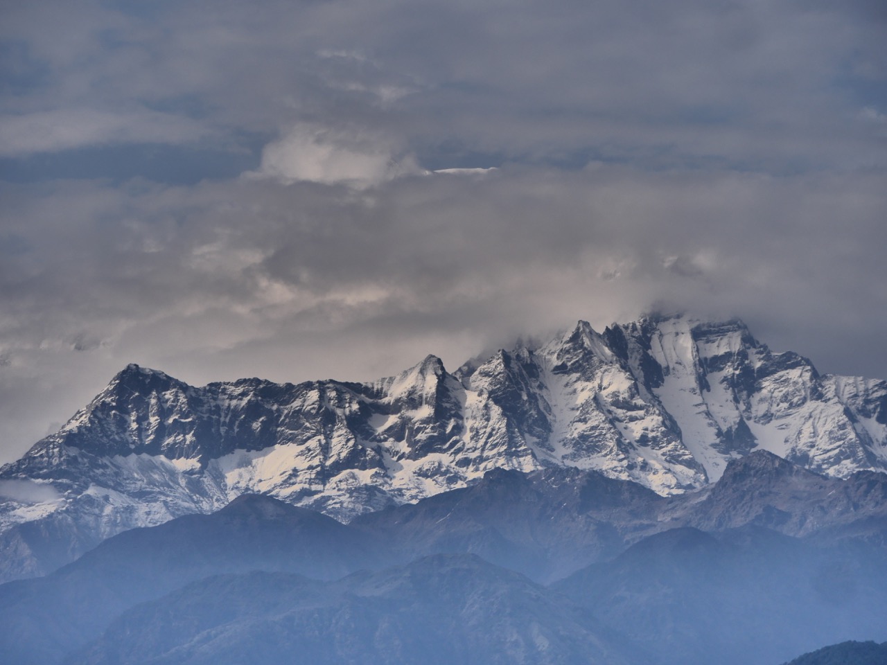 The Fogorellis Go Feral