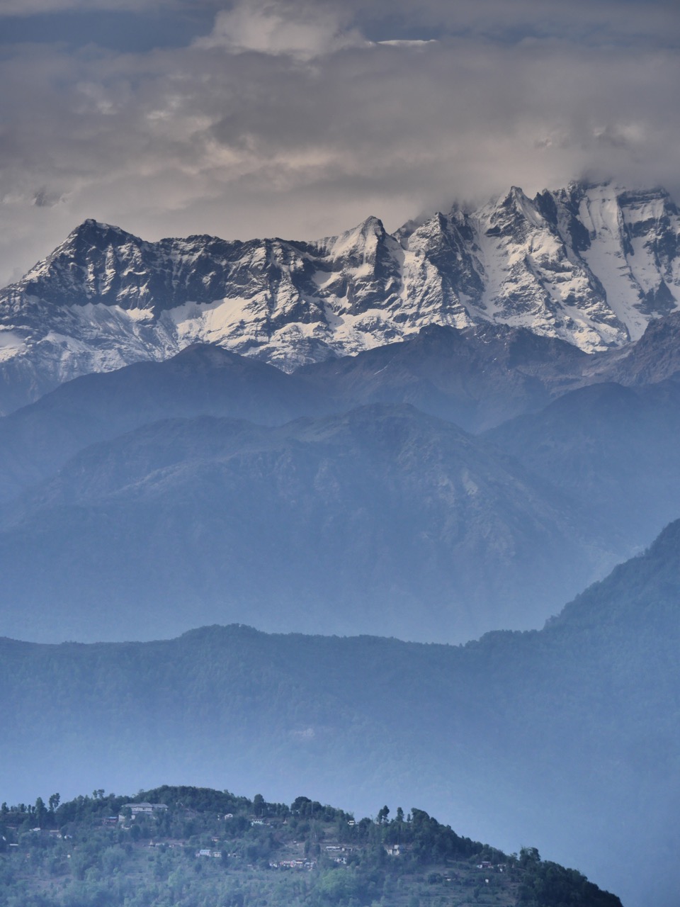 The Fogorellis Go Feral