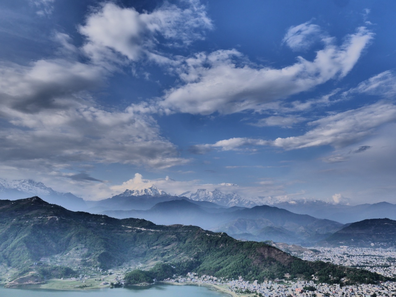 The Fogorellis Go Feral