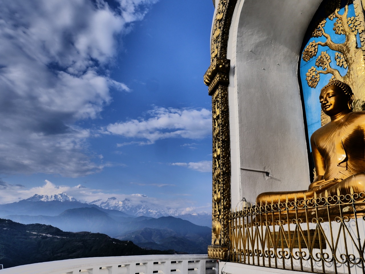 The Fogorellis Go Feral