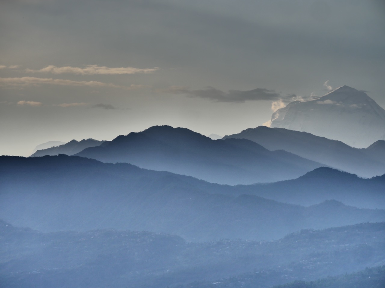 The Fogorellis Go Feral