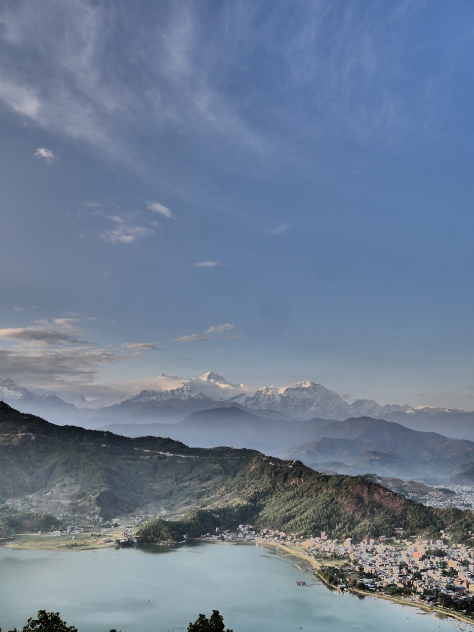 The Fogorellis Go Feral