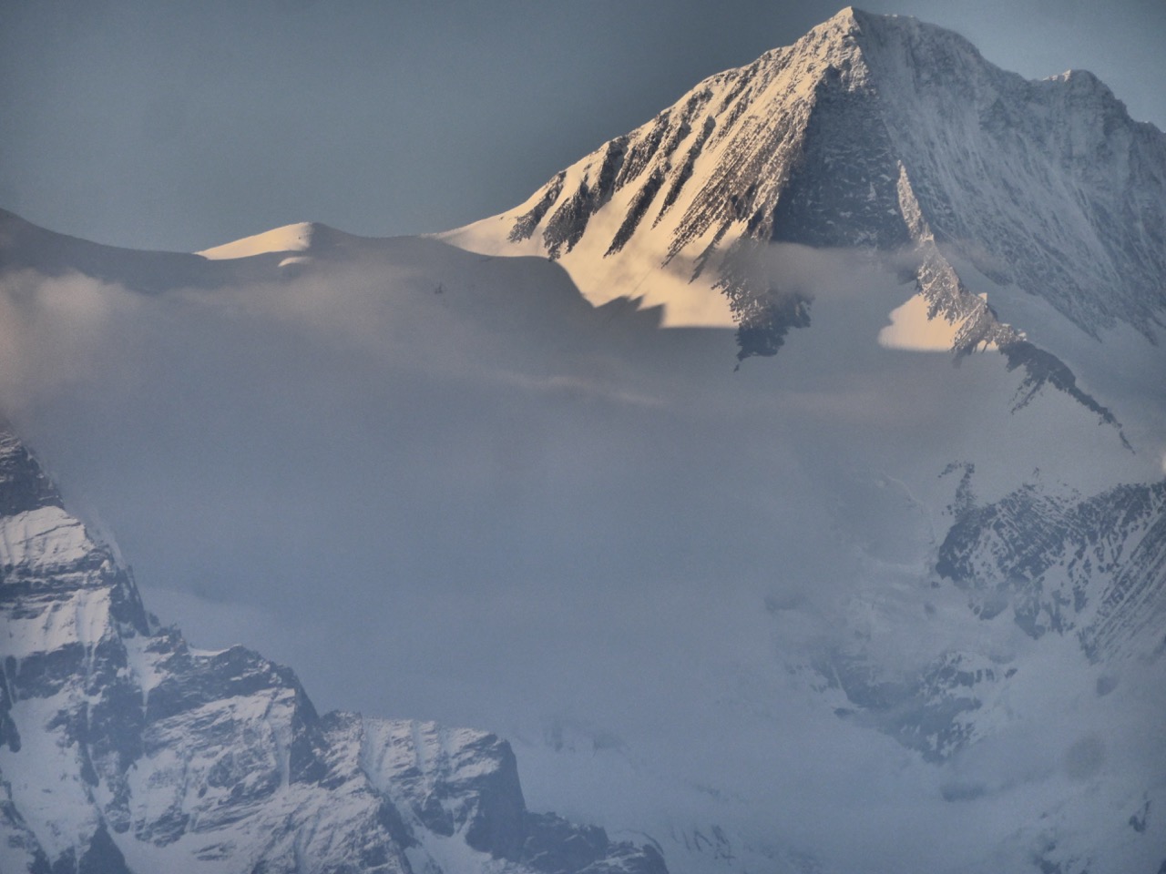 The Fogorellis Go Feral