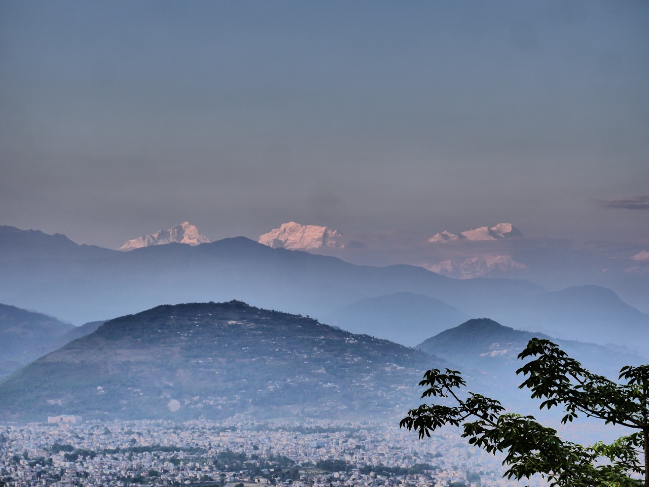 The Fogorellis Go Feral