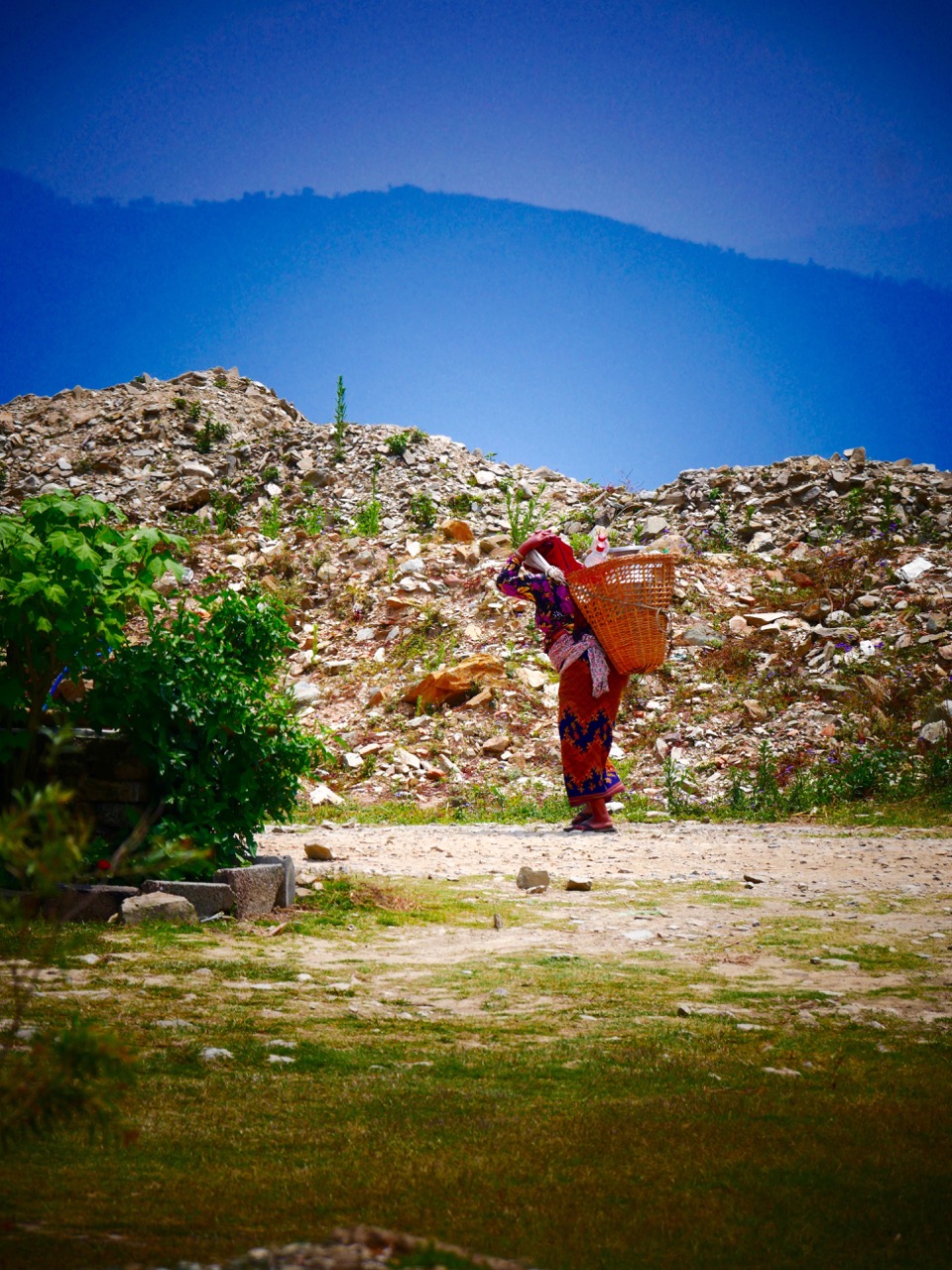 The Fogorellis Go Feral