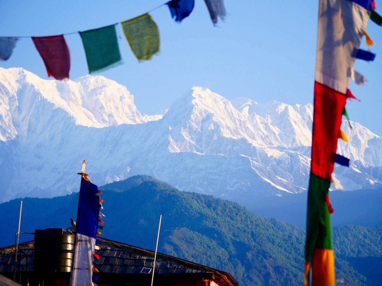 The Fogorellis Go Feral