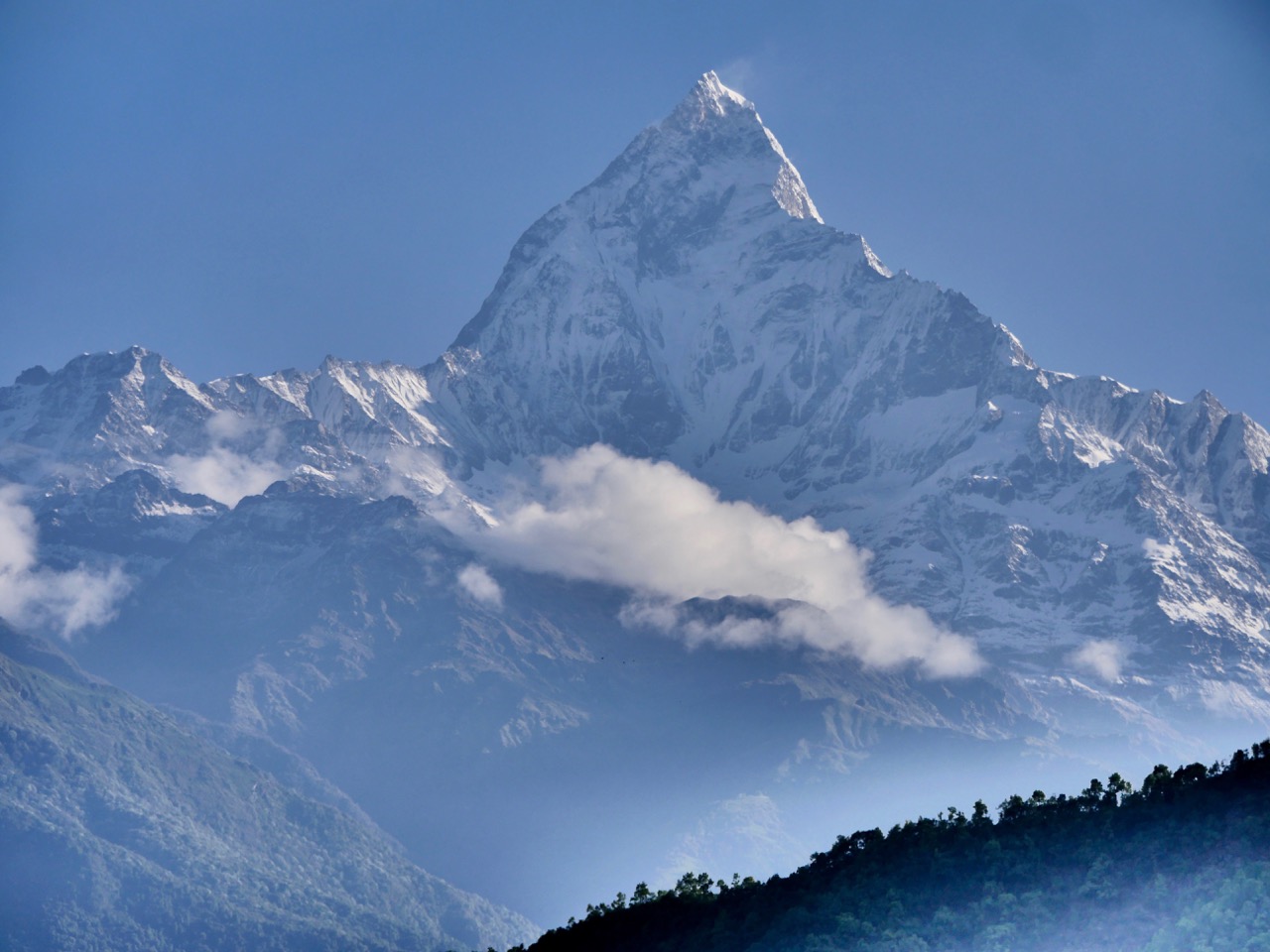 The Fogorellis Go Feral