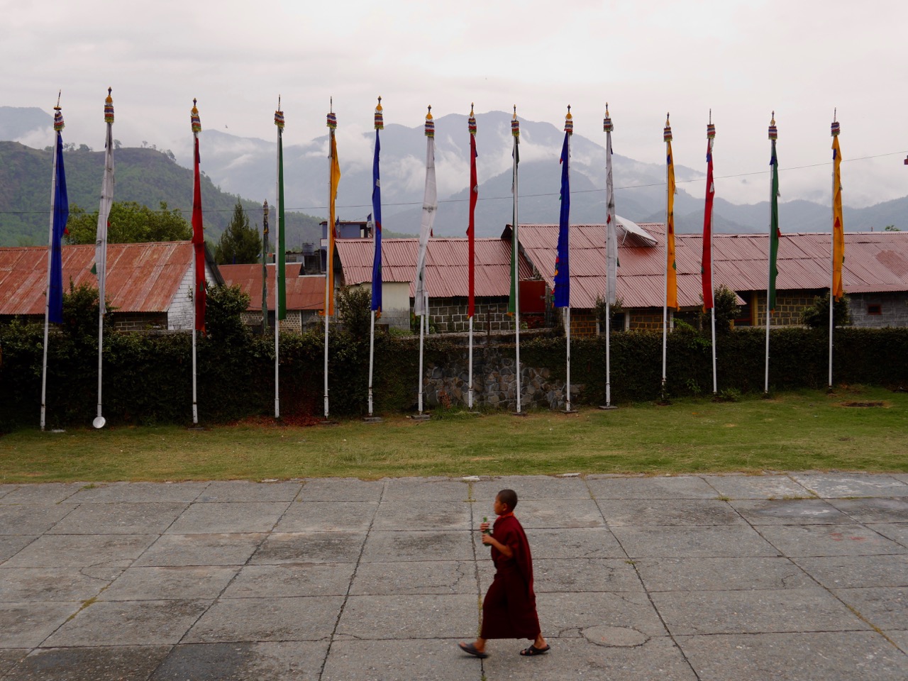 The Fogorellis Go Feral