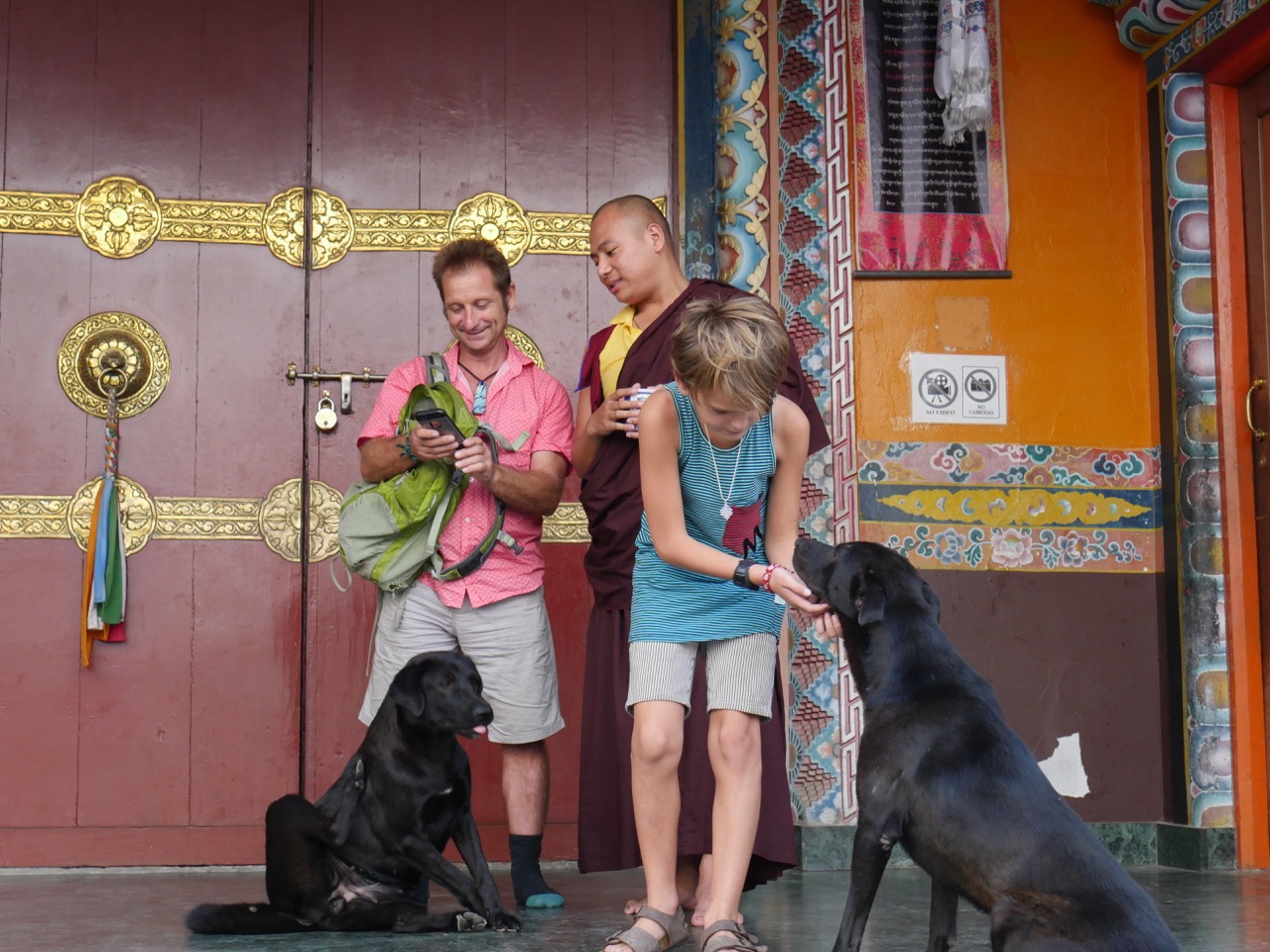 The Fogorellis Go Feral