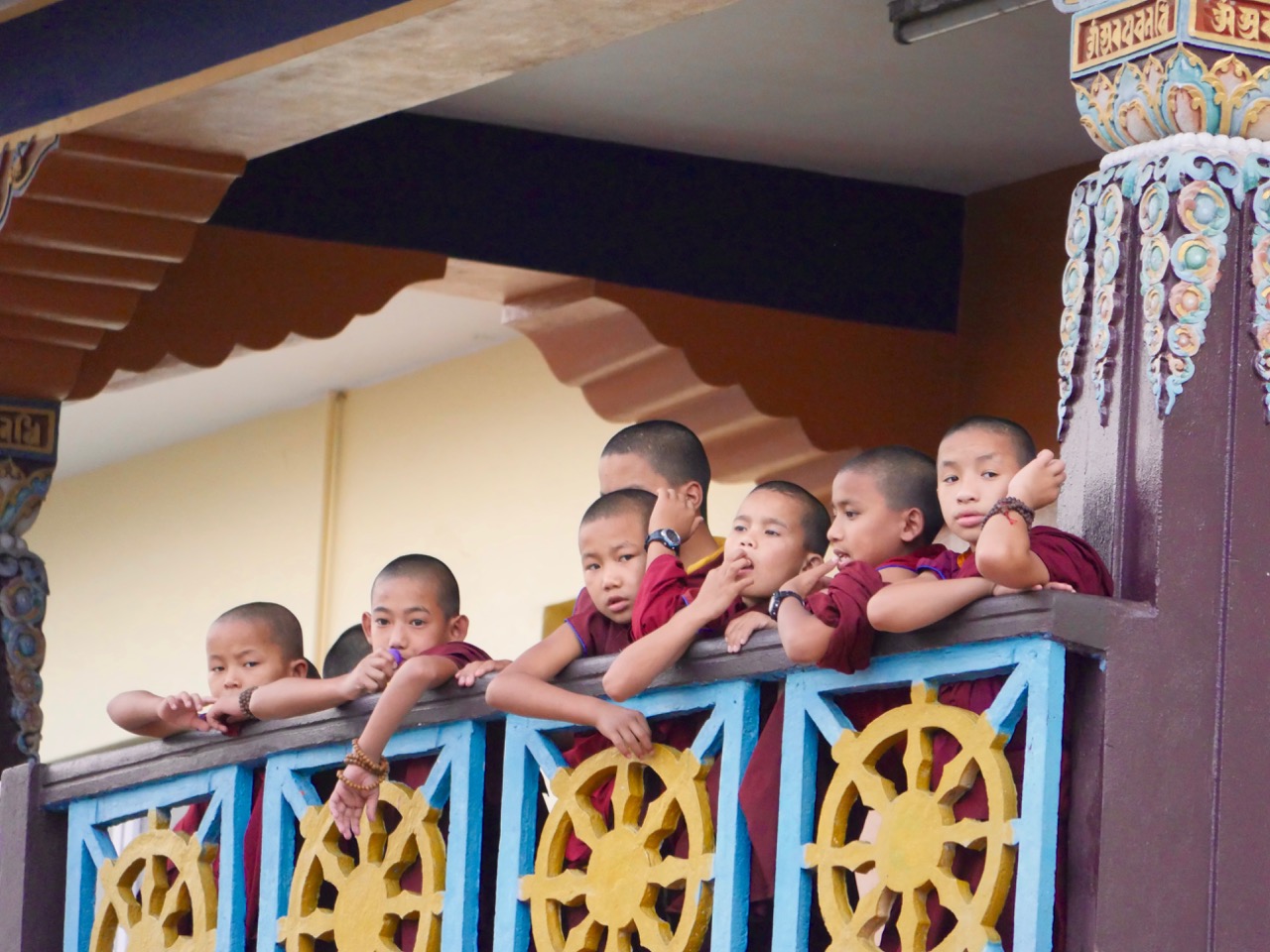 The Fogorellis Go Feral