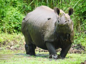 Chitwan National Park