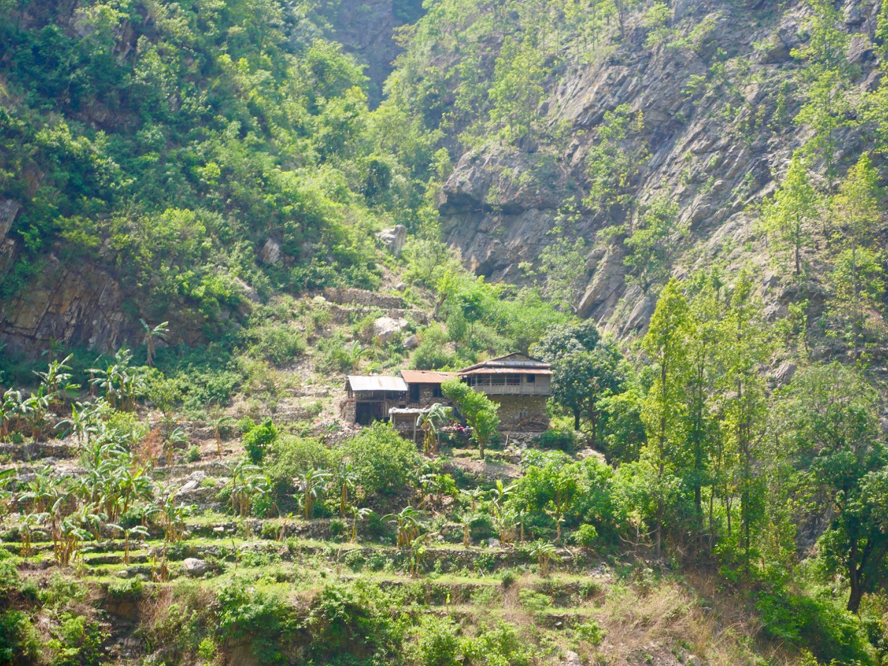 The Fogorellis Go Feral