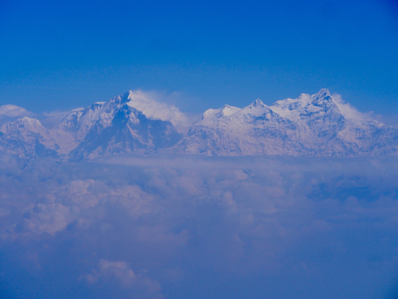 The Fogorellis Go Feral