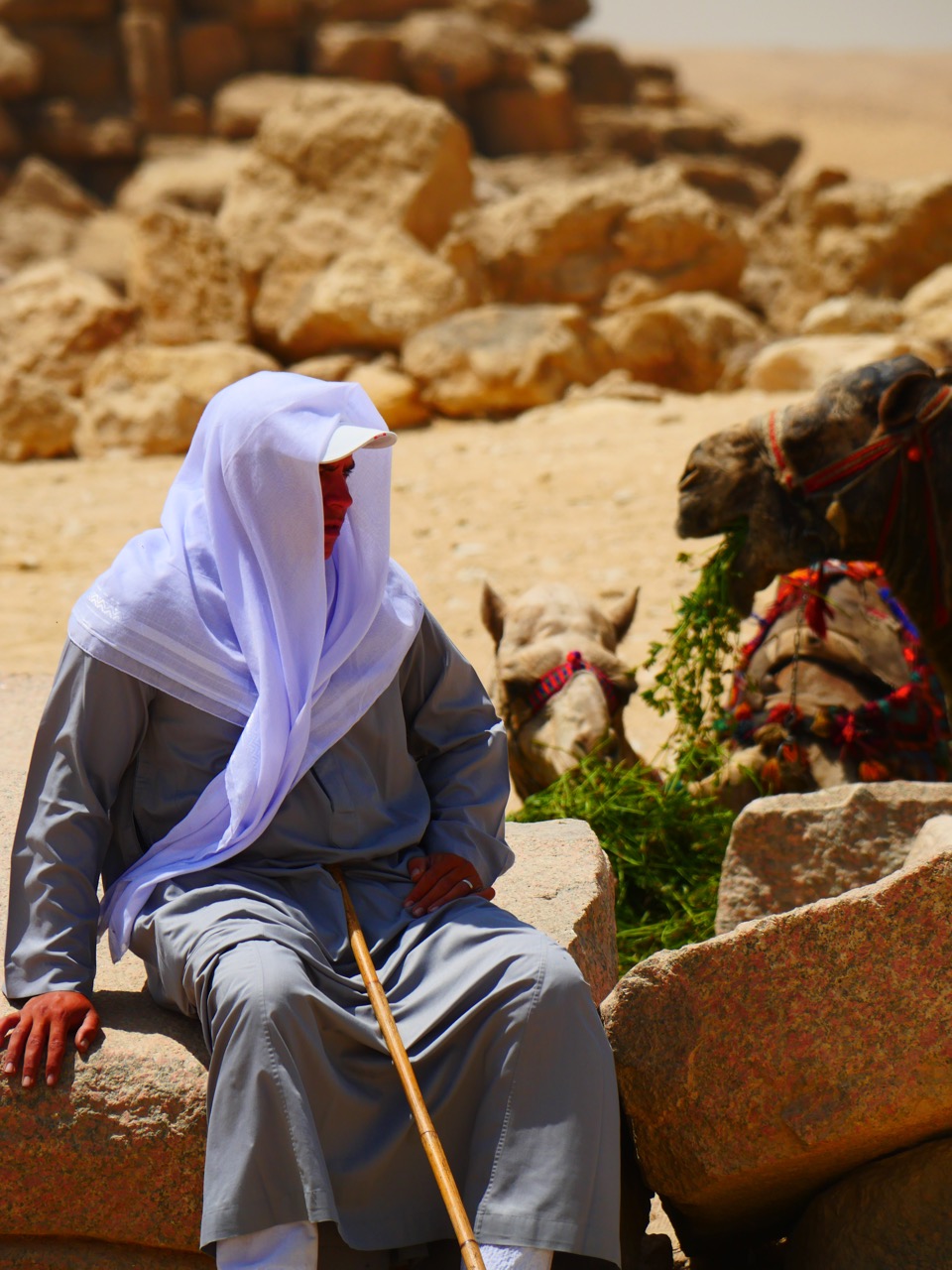 The Fogorellis Go Feral