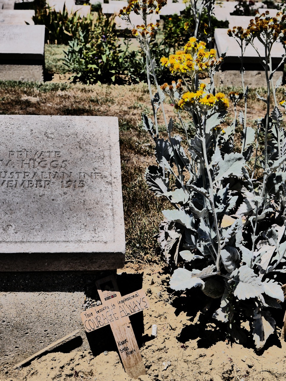 The Fogorellis Go Feral