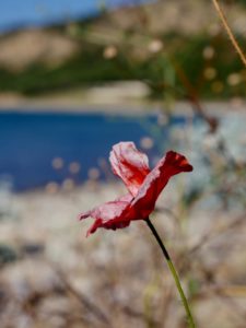 Gallipoli