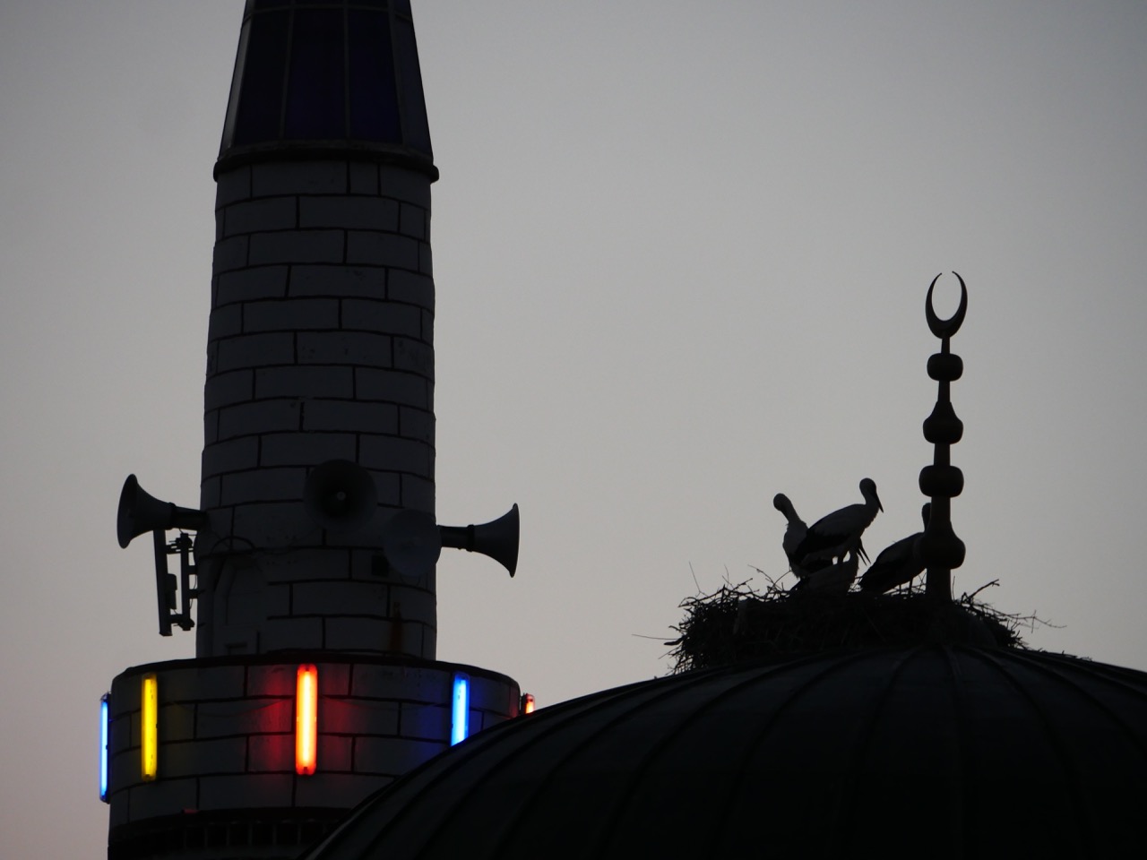 The Fogorellis Go Feral