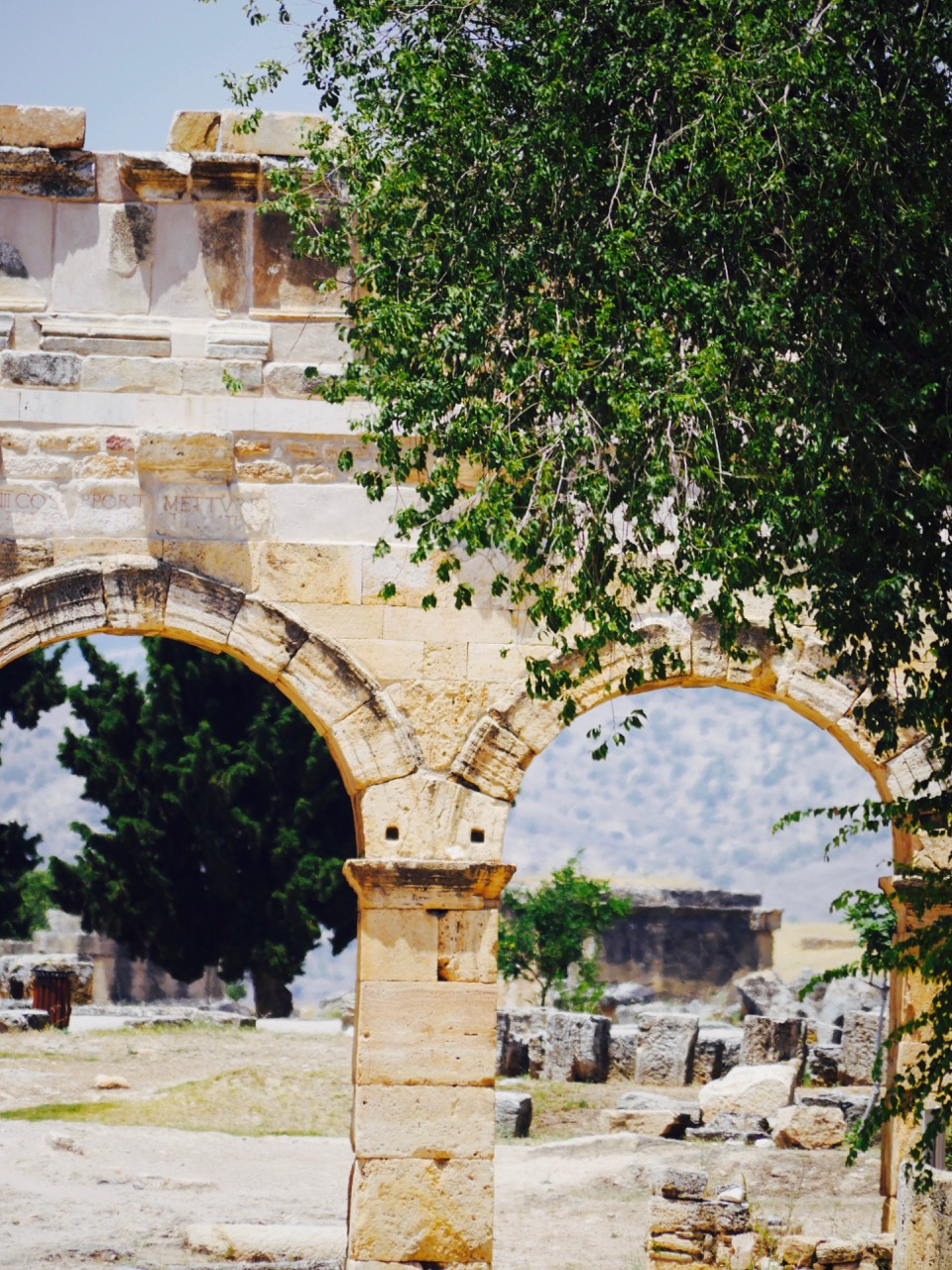 The Fogorellis Go Feral