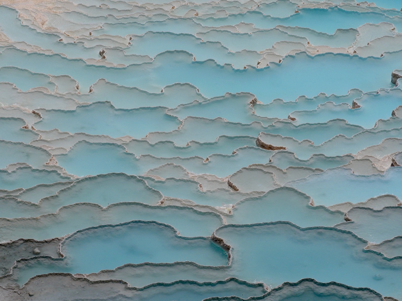 The Fogorellis Go Feral